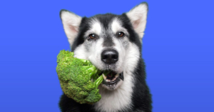 Can-Dogs-Eat-Broccoli-1200×628-1-1024×536