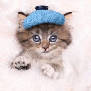 kittenhd