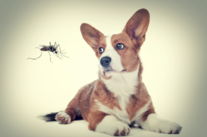 mosquitoes-bite-pets